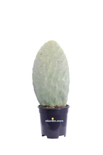 Pianta fico india opuntia - pianta,