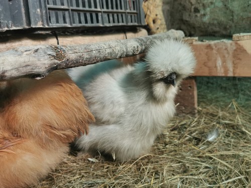 Uova feconde gallina moroseta - uova,