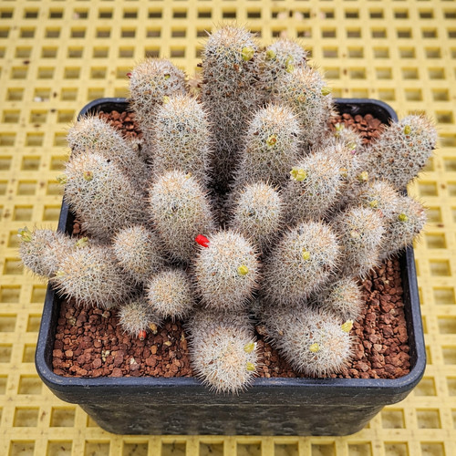 Mammillaria neopalmeri seeds - mammillaria,