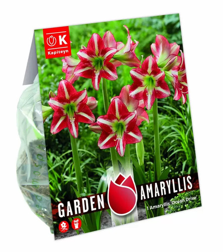 Bulbi amaryllis ocean drive - ocean,