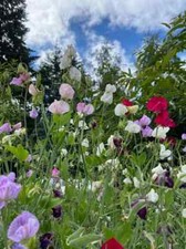 MISCELA SEMI DI FIORI