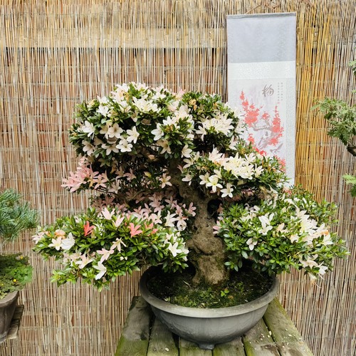Pre bonsai azalea viola - bonsai, di