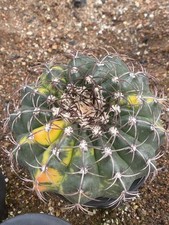Rara pianta succulenta Discocactus ferricola coltivazione di semi variegati WYSIWYG 4#