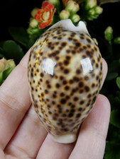 Cypraea tigris coquillage