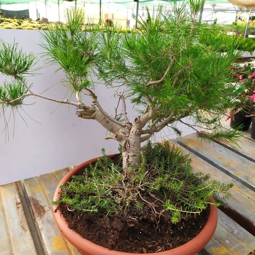 Bonsai pino aleppo - di, d'aleppo