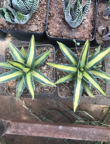 Rara pianta succulenta agave - pianta,