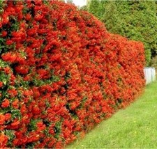 Pyracantha coccinea: pianta da siepe antintrusione bacche rosse per recinti
