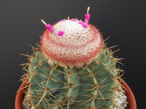 Melocactus bellavistensis