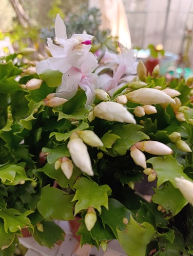 Schlumbergera fiore bianco - schlumbergera,