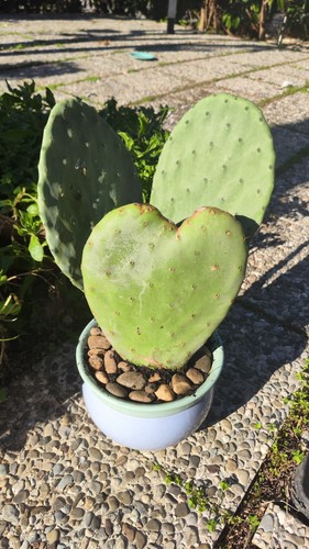 Talea fico india in vaso - d'india,