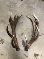 Trofeo Corna Cervo Coronato