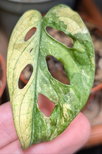 Monstera adansonii tricolor - monstera,