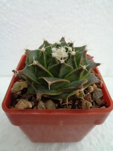 Obregonia denegrii minimo - , 4