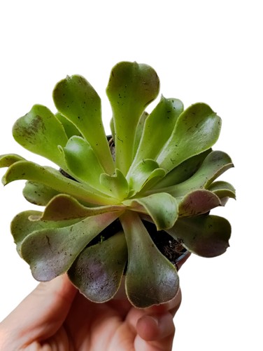 Pianta grassa aeonium arboreum - pianta,