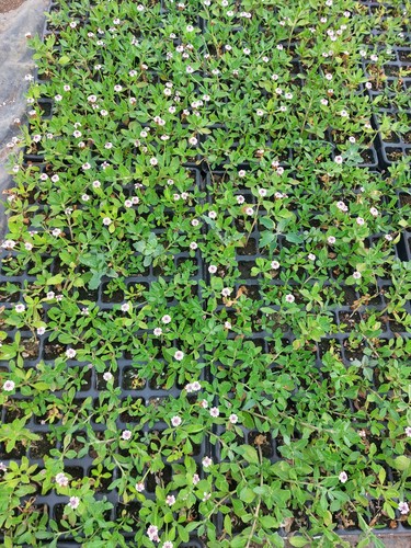 Lippia nodiflora seminiera - , da