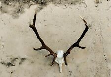 TROFEO DI CACCIA PALCO DI CERVO CORNA TASSIDERMIA NO BIRD TAXIDERMY TAXIDERMIE