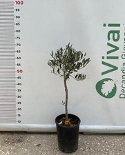 PIANTA DI ULIVO ORNAMENTALE  AD ALBERELLO VASO 16 CM (foto reale) pre bonsai