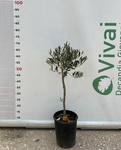 Pianta ulivo ornamentale - pianta, di