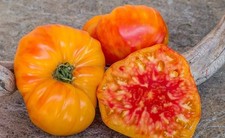 POMODORO STELLATO DI