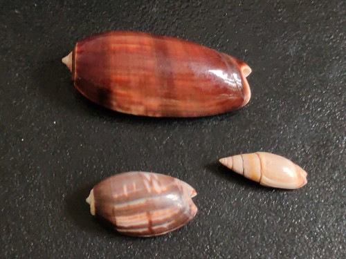 Conchiglia shell lotto - conchiglia,
