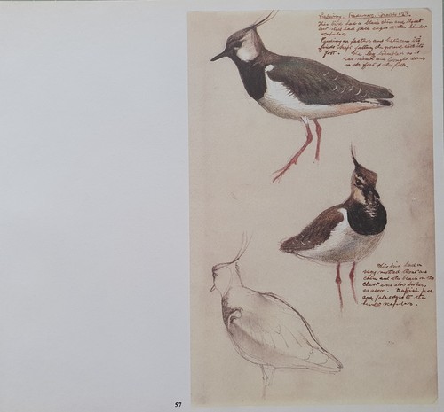 Stampa uccelli tunnicliffe - di,