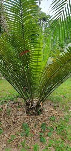 Kanga encephalartos - kanga,