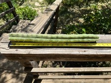 11-inch Echinopsus