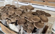 4 Ballette Funghi Cardoncelli