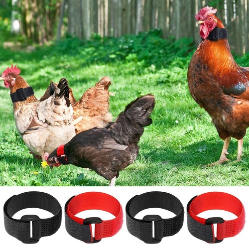 Collare gallo regolabile - collare,
