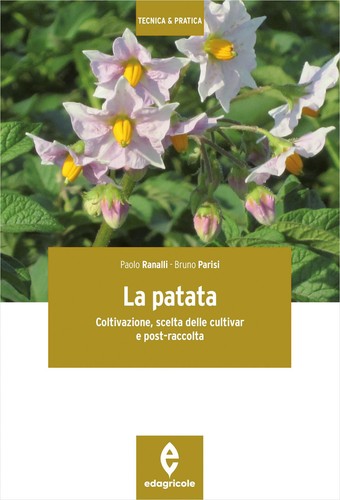 Patata coltivazione - patata.,