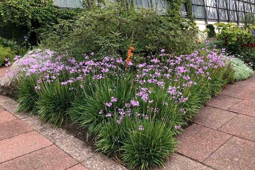 Tulbaghia violacea aglio - tulbaghia,