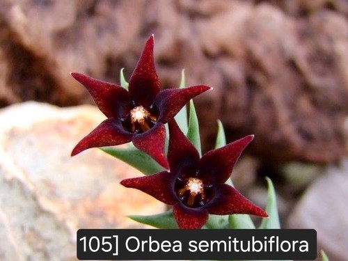 Talea radicata orbea - radicata,