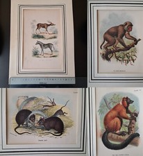 Lotto 19 stampe antiche epoca '800 animali scimmie colorate a mano e cromolito