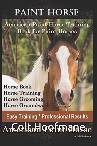 Paint horse american - american,