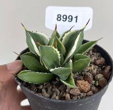 Vaso 10 cm potatorum 'Cubic'