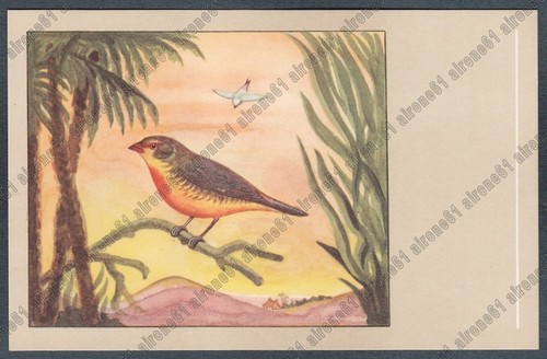 Bird uccellino bengalino - bird,