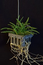 Orchidea Neofinetia falcata