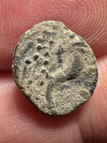 Moneta antica seleucide - moneta,