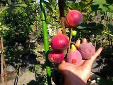 Ficus Carica var.Khurtmani Fig (ara red israel) 20 semi freschi + REGALO