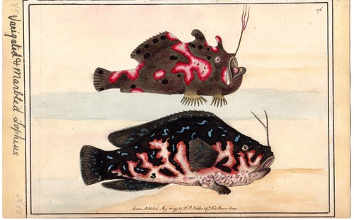 1794 rara shaw nodder - rara,