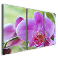 Orchid Flower Paintings Canvas