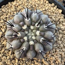4.9cm Copiapoa cinerea Own