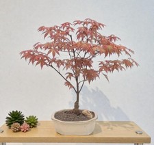 Japanese Red Maple Bonsai Tree