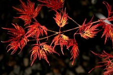 Acero rosso giapponese acer - rosso,