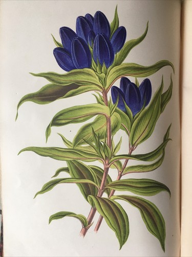 Les plantes alpines - les,