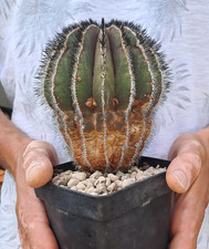 Uebelmannia pectinifera (Brazil) grafted BIG PLANT!!! cod. ebay-X009