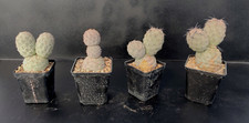 Tephrocactus geometricus Ø 7