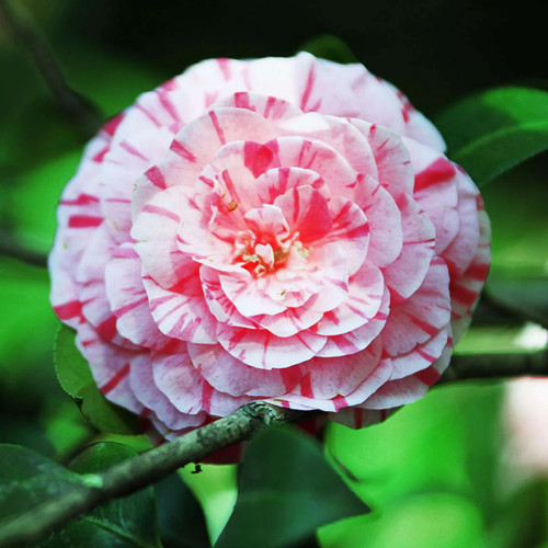 Camelia japonica variegata - camelia,