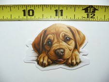 Peeking rhodesian labrador - rhodesian,