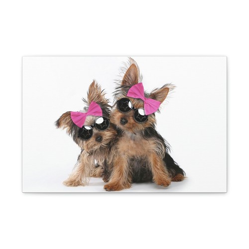 Divertente yorkshire terrier - divertente,